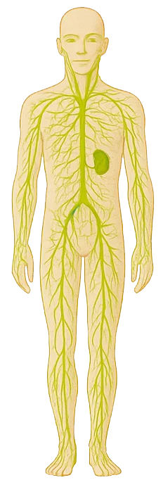 Układ immunologiczny