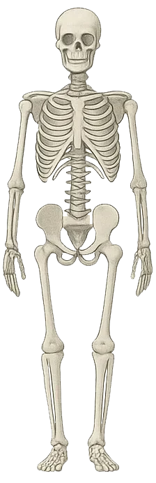 Układ konstno-szkieletowy