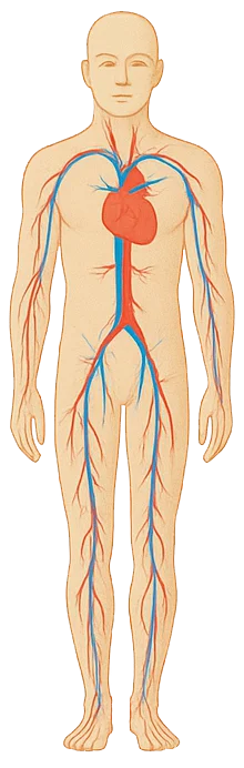 Układ krwionośny (krążenia)